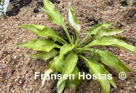 Hosta Lemon Zinger